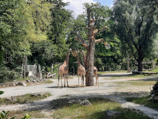 ferienprogramm2026_tierpark.jpg
